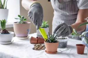 how to care for succulents