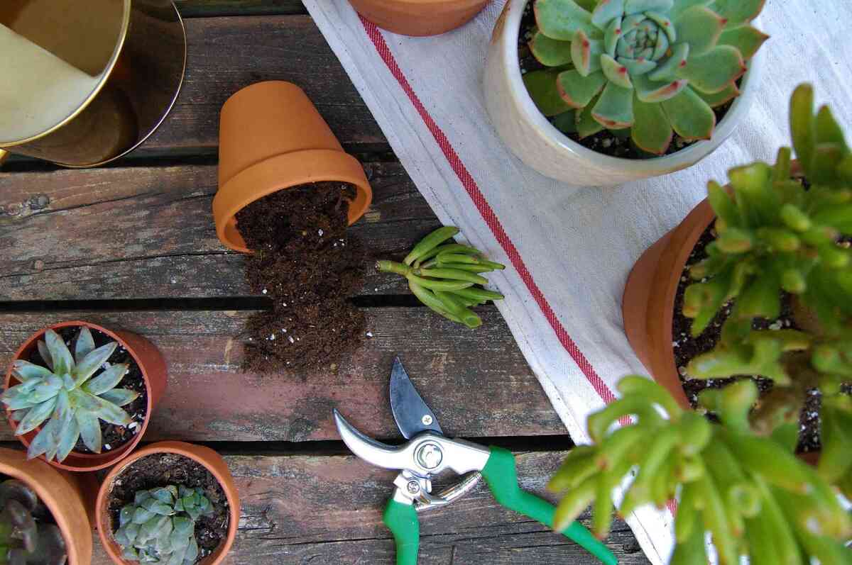 sharp scissors and soil for propagate succulemts