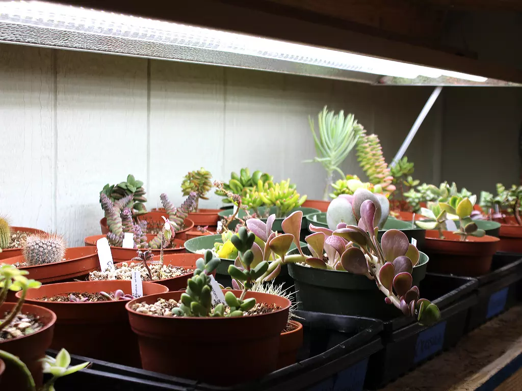 succulent grow light recommendations