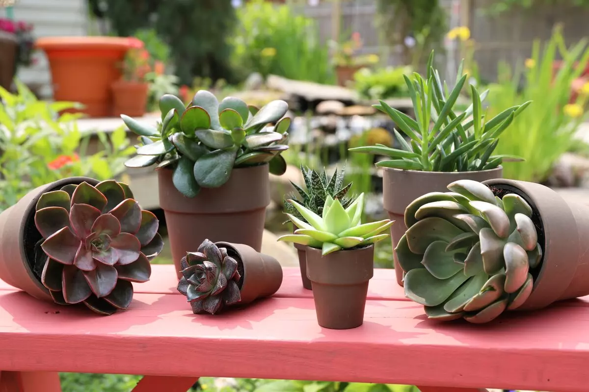 take succulents outside