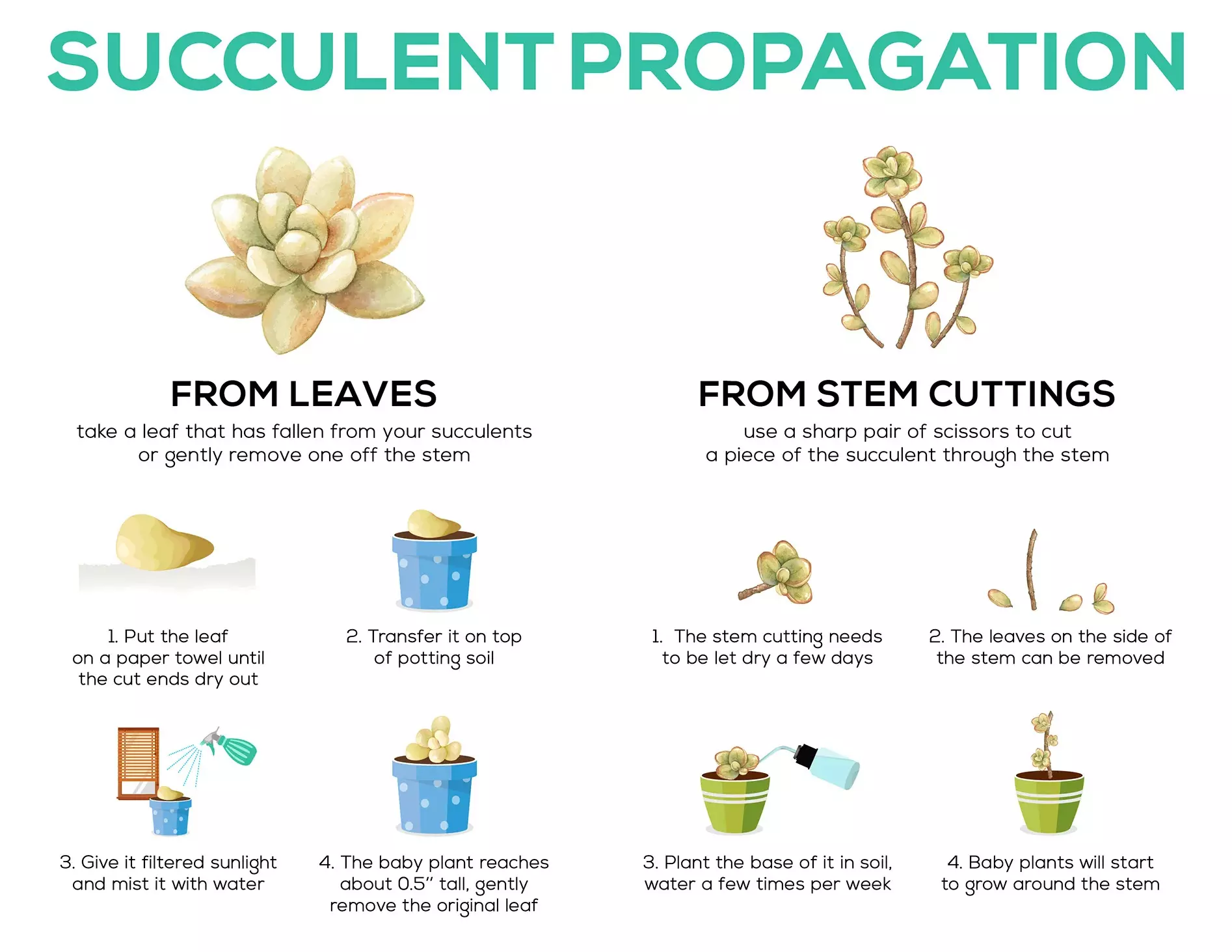 ways for succulents propagate