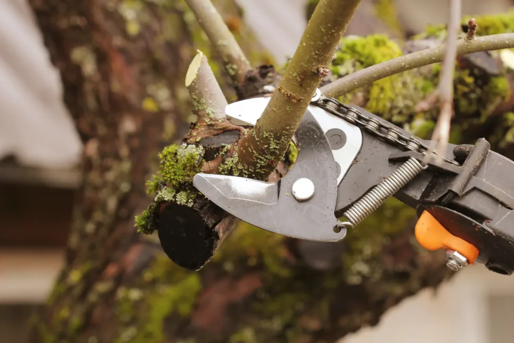 best pruning shears for cutting tree