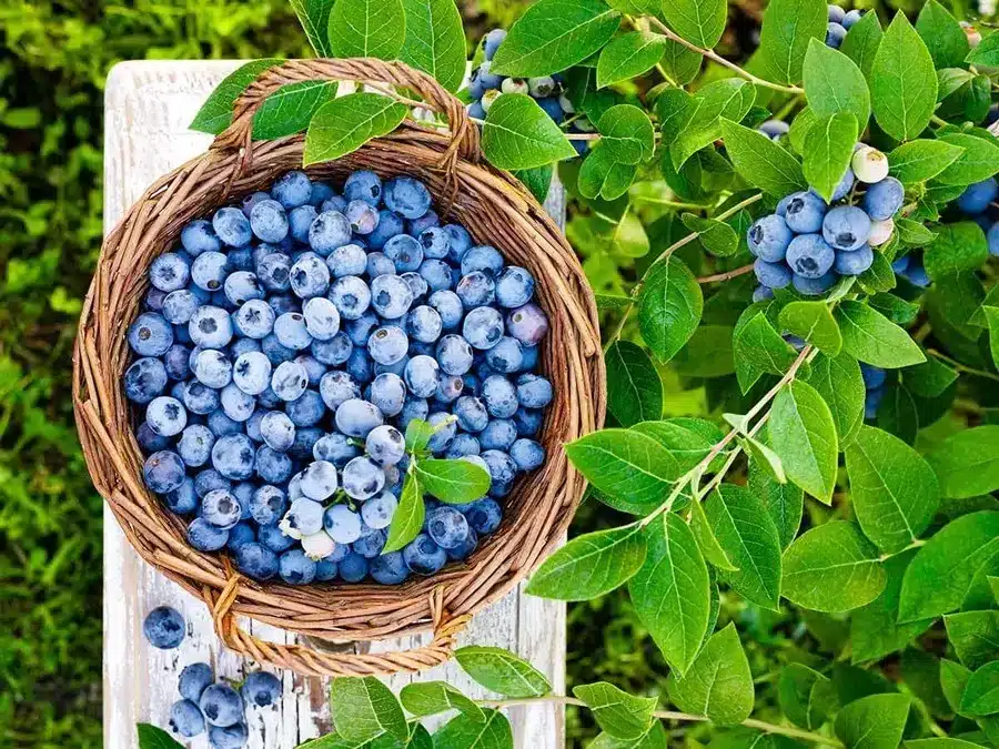 blueberries