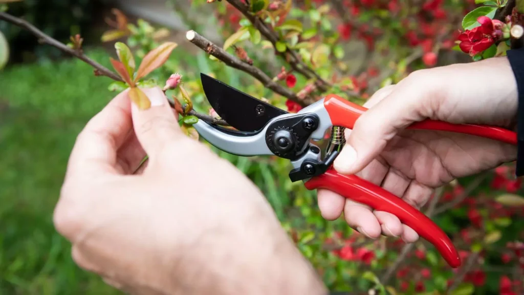 bypass pruners