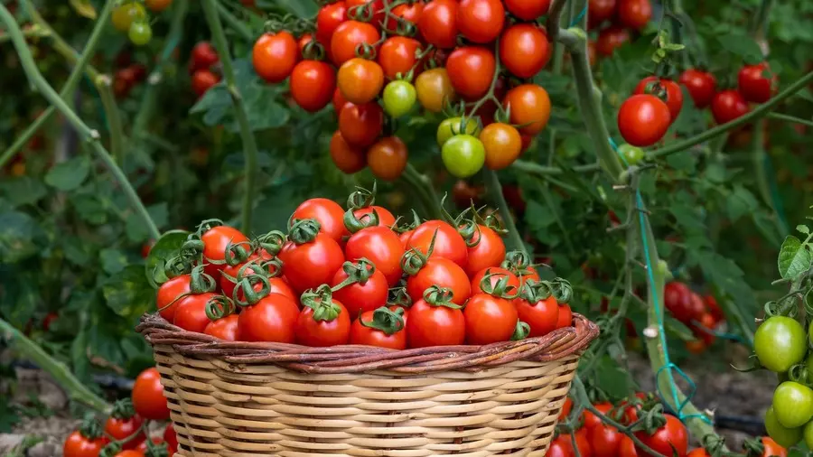 choosing the right tomato variety