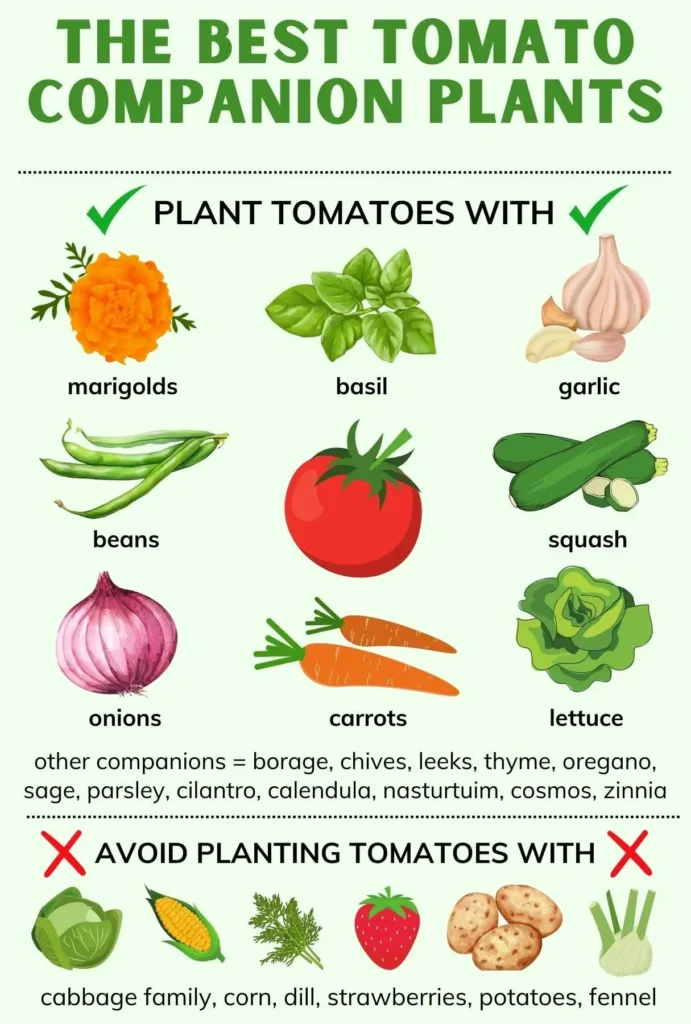 companion planting for tomato