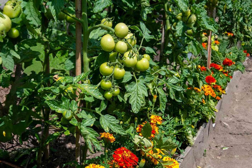 companion planting for tomato with marigolds