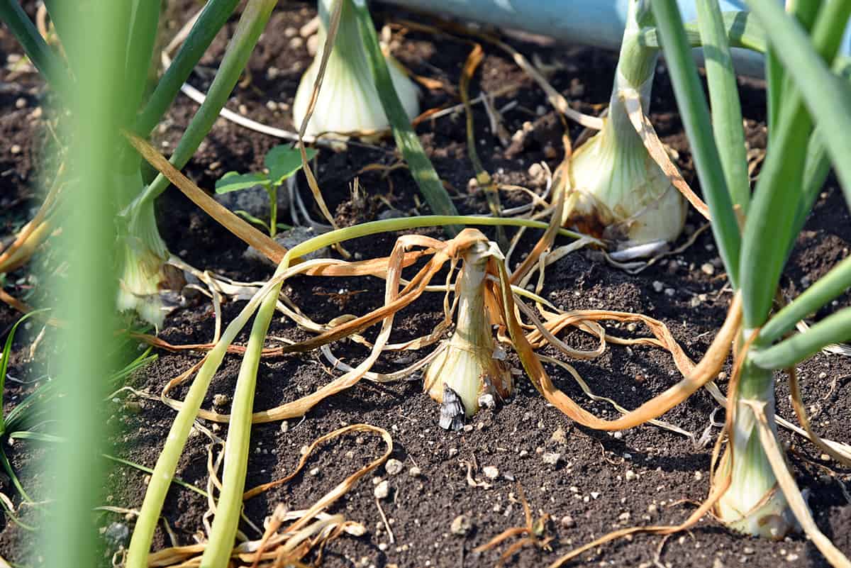 disease onions