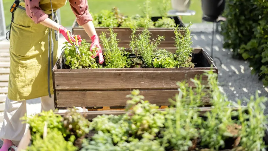 easier maintenance when choose raised bed gardening