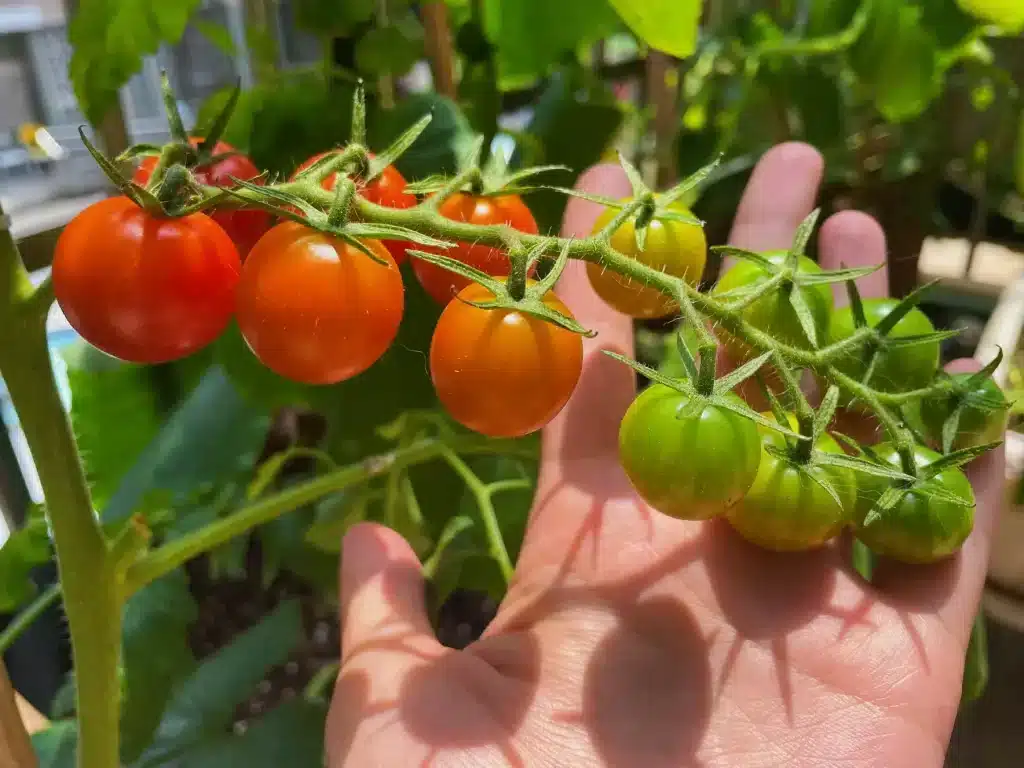 ensuring adequate sunlight for tomato