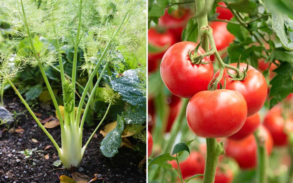 fennel avoid growing with tomatoes