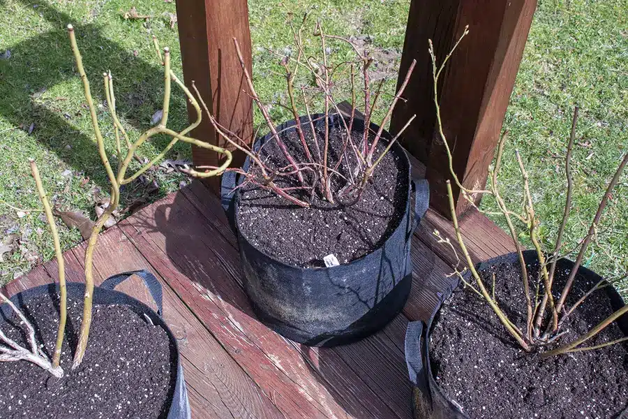 fertilize blueberries bushes