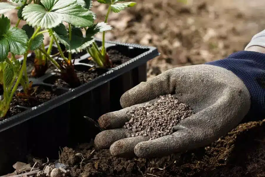 fertilizing for strawberry plants