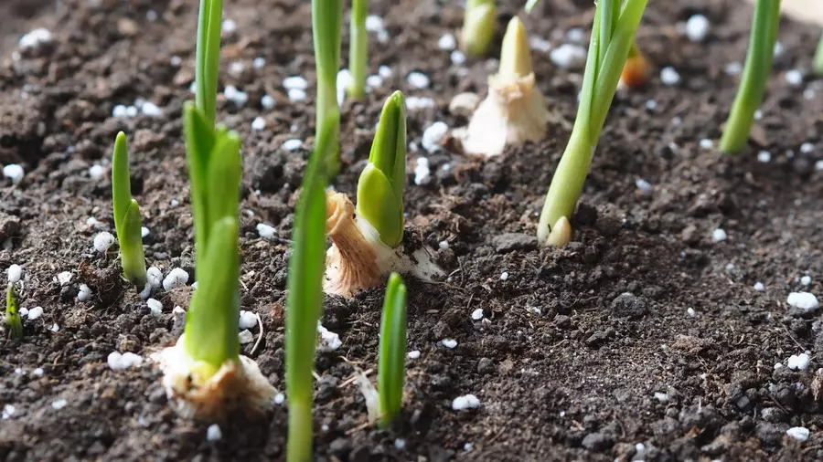 fertilizing garlic