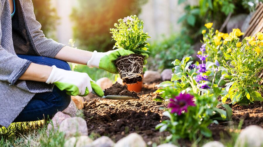 gardening beginner