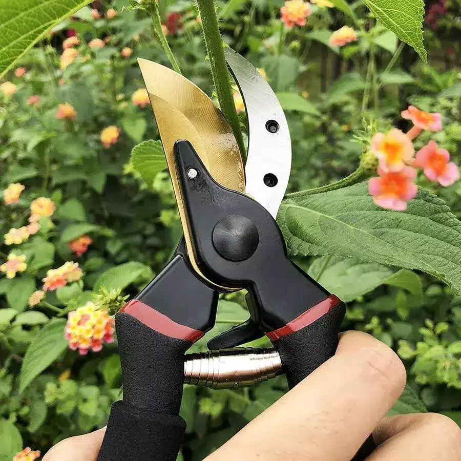 hand pruners