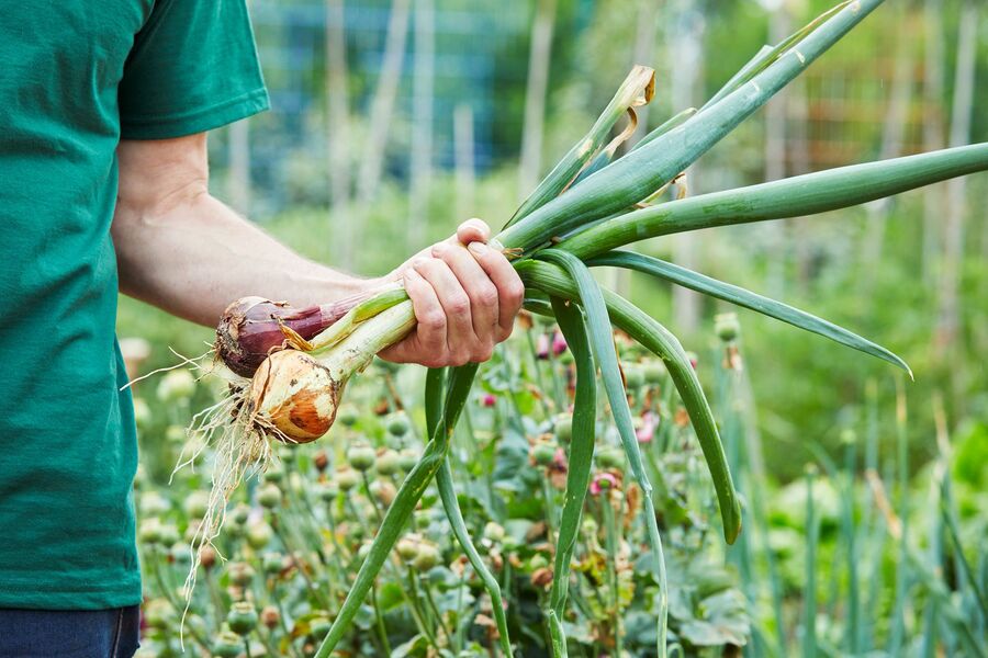 harvest onions