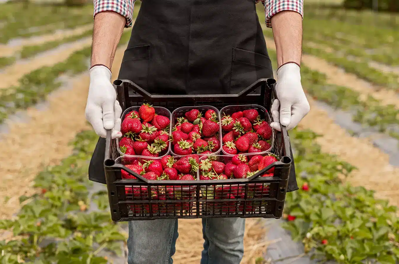 harvest ripe strawberries