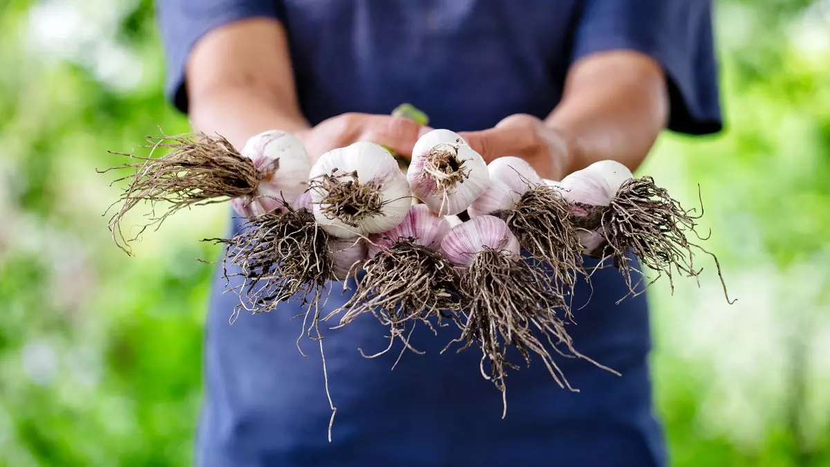 harvesting garlic