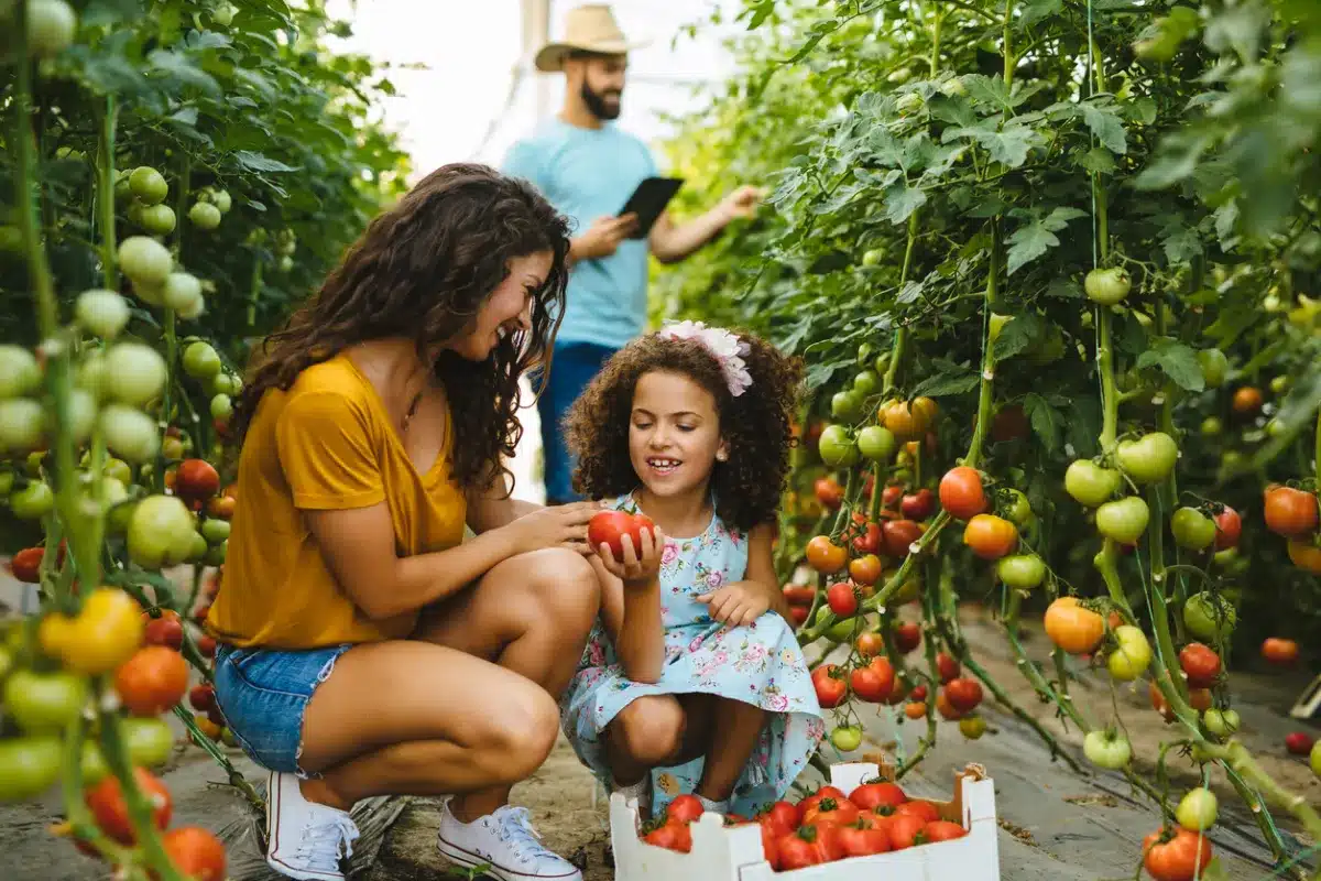 havest tomatoes