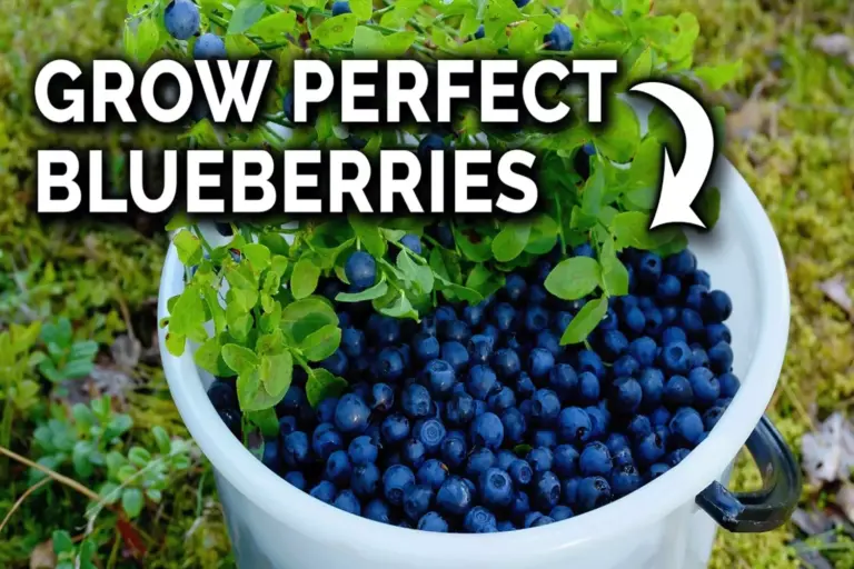 how to grow blueberries