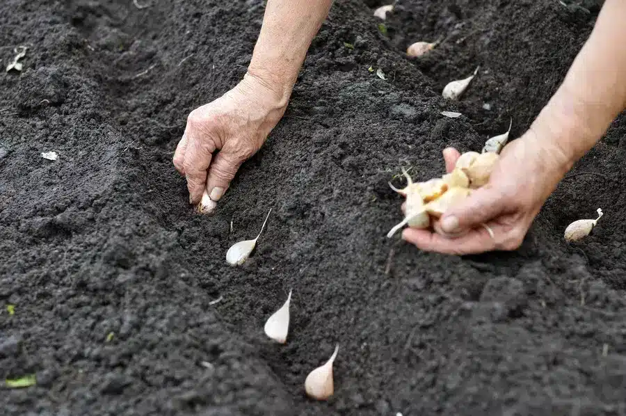 how to grow garlic grow garlic from bulbs