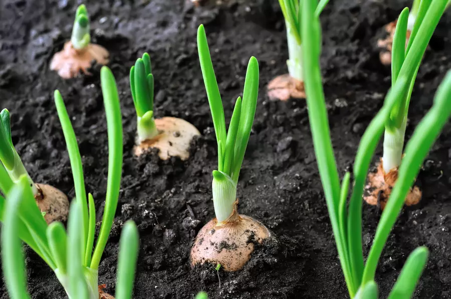 how to grow onions planting onions