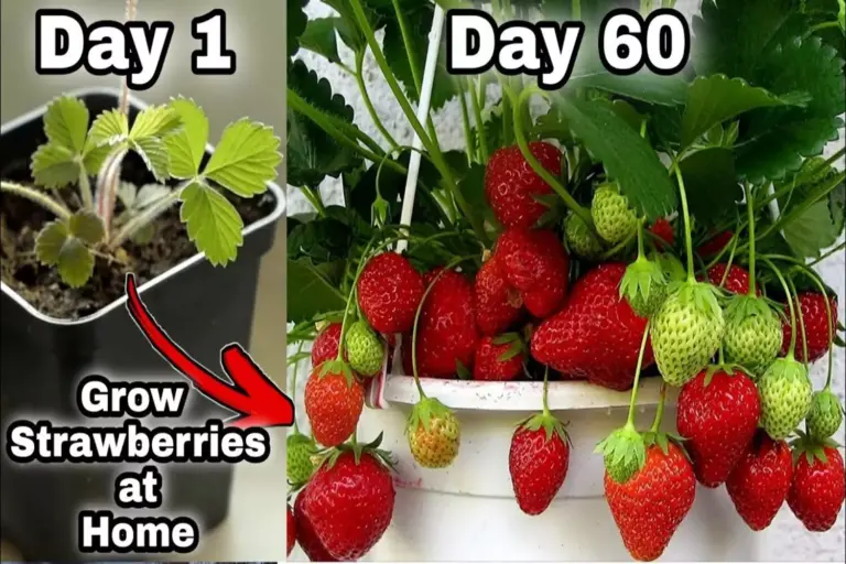 how to grow strawberries