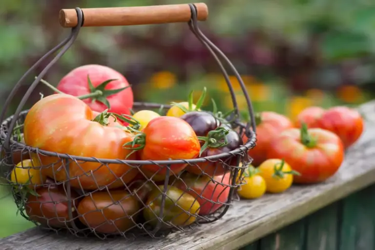 how to grow tomatoes