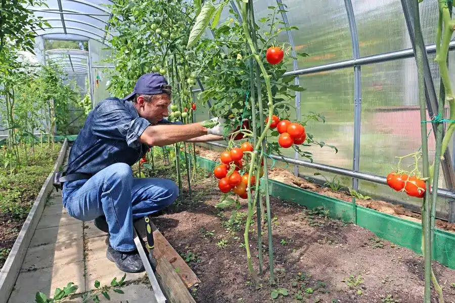 ongoing care tomatoes