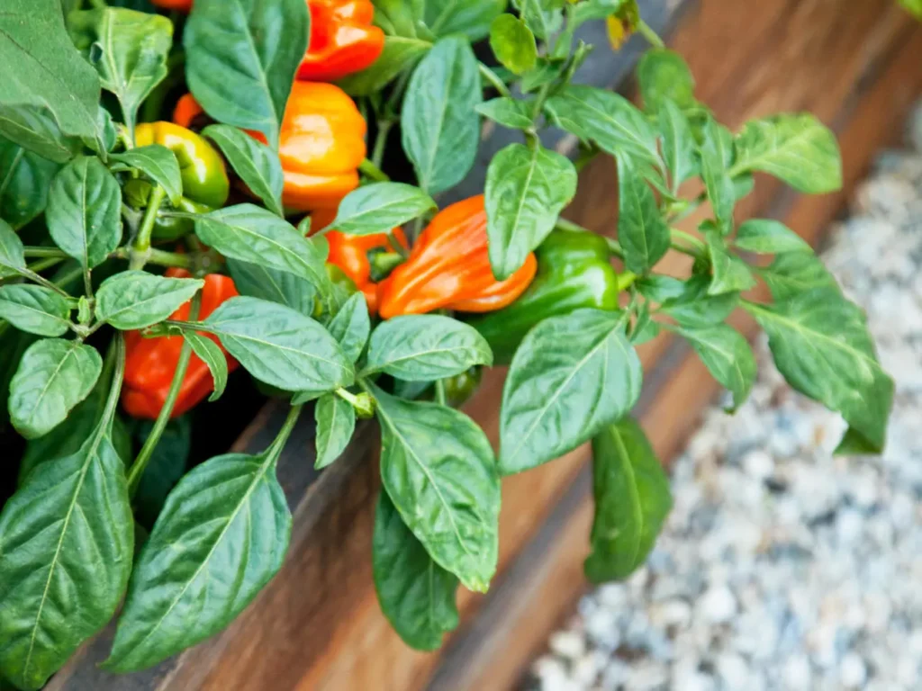 peppers raised beds garden