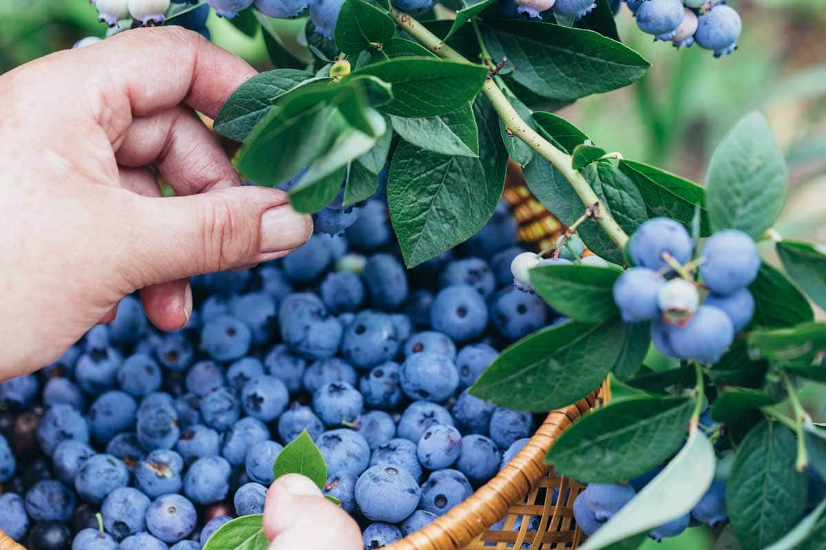 pick blueberries