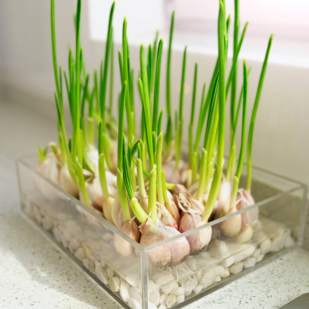 plant garlic indoor