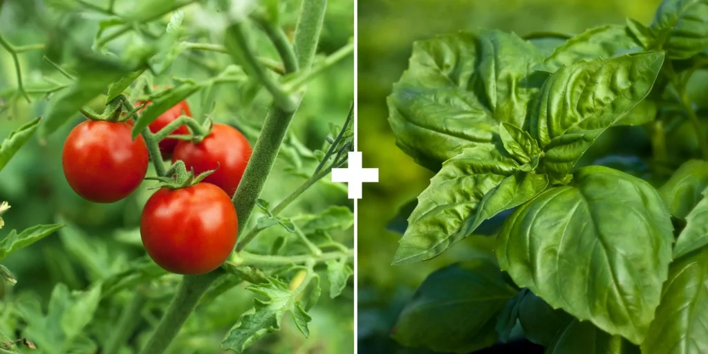 plant herbs growing with tomatoes