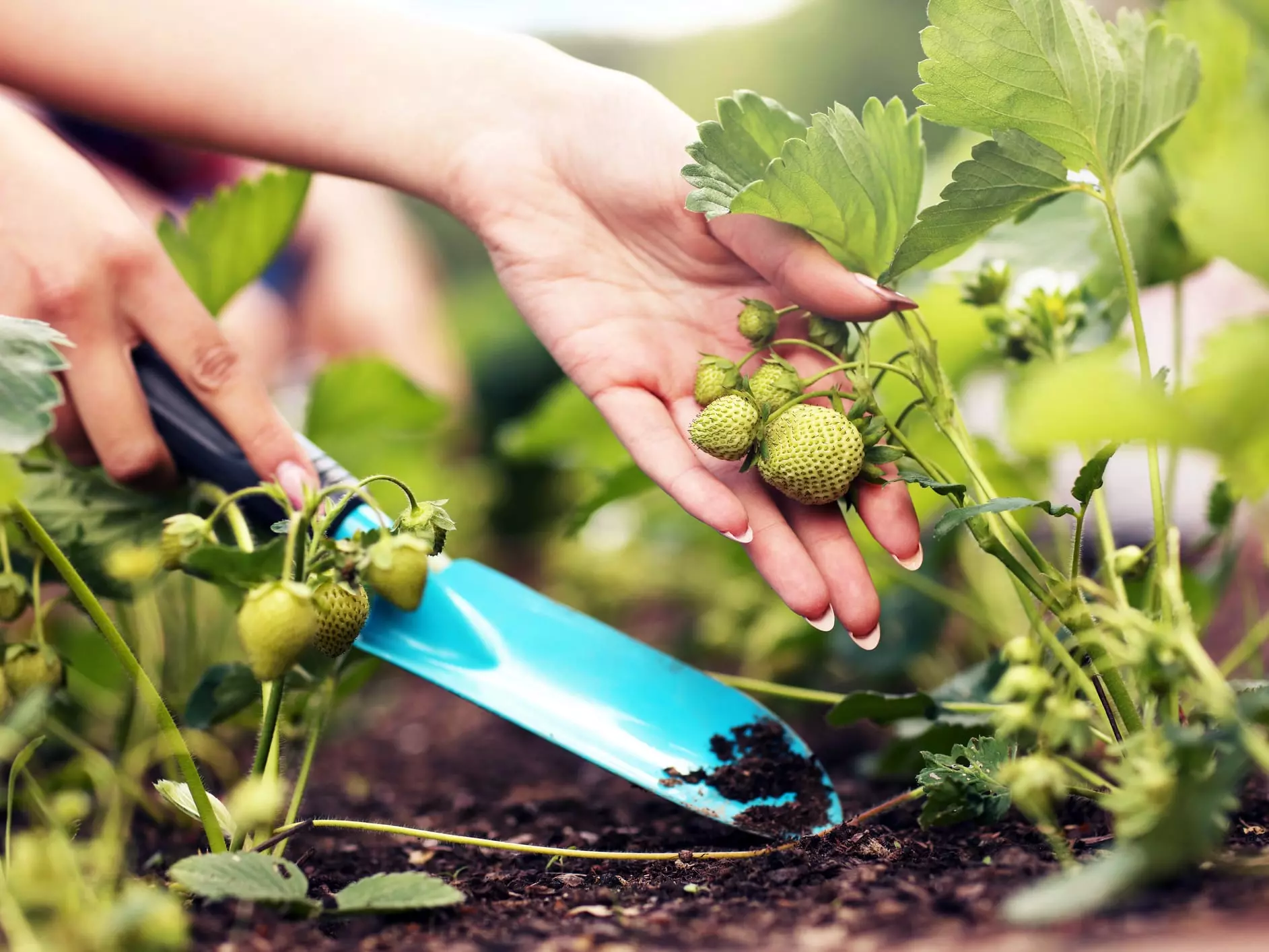 planting bare root strawberries