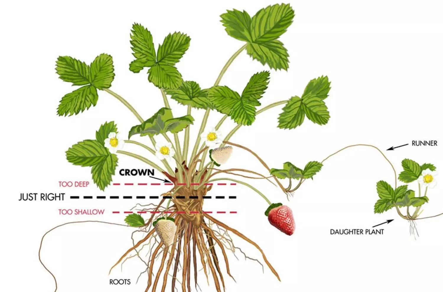 planting bare root strawberries