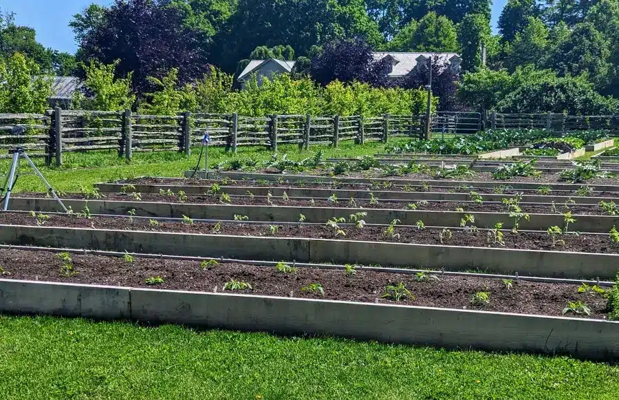 preparing garden bed for tomato planting