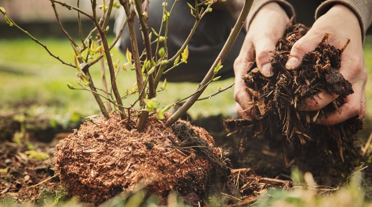 preparing the soil for blueberries