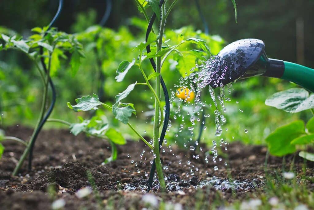 proper watering techniques