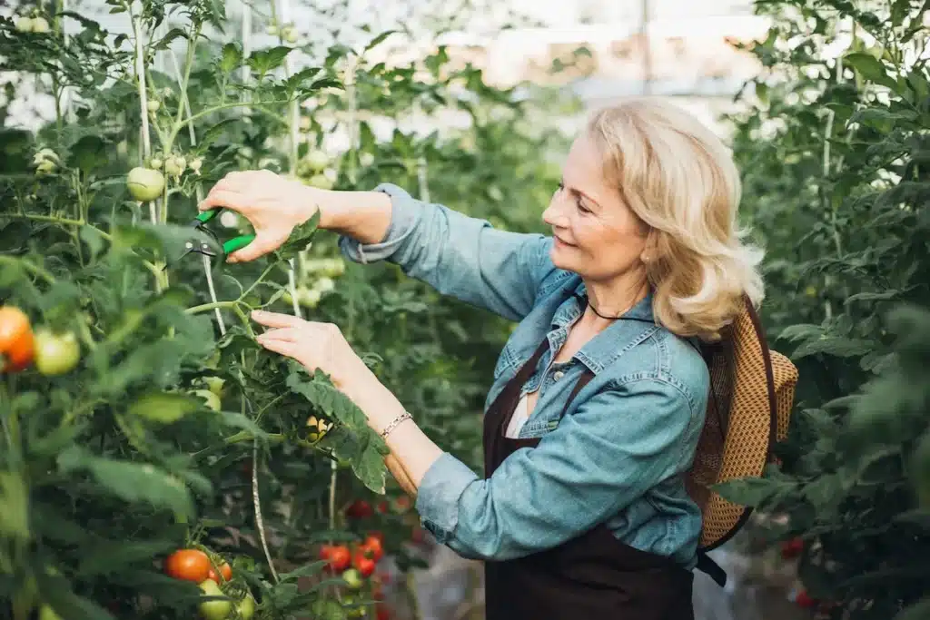 pruning tomato