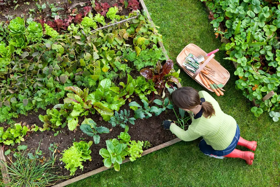 raised bed gardening for beginner