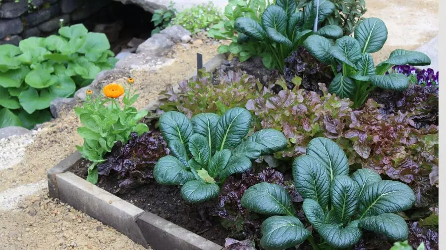 raised beds vegetable spinach