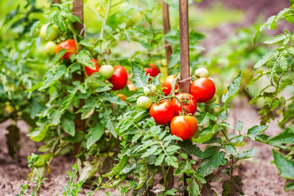 raised beds vegetable tomatoes