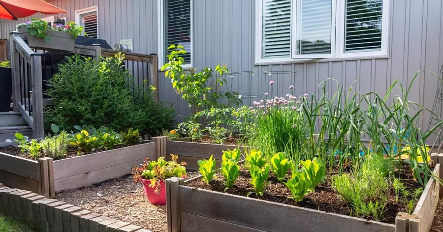 raised beds