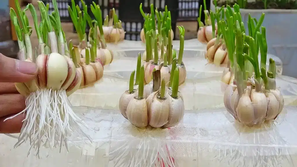 root a garlic plant