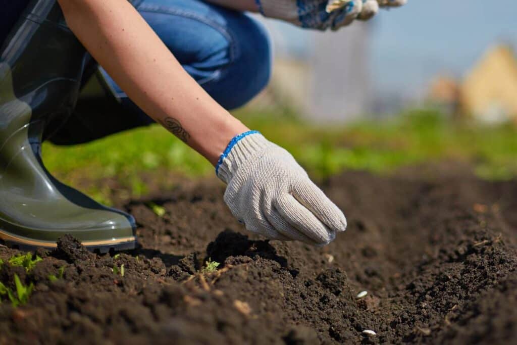 soil preparation for tomato