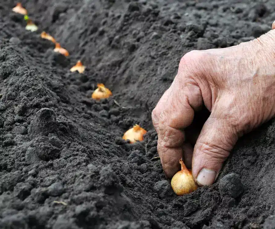 starting your onions from sets