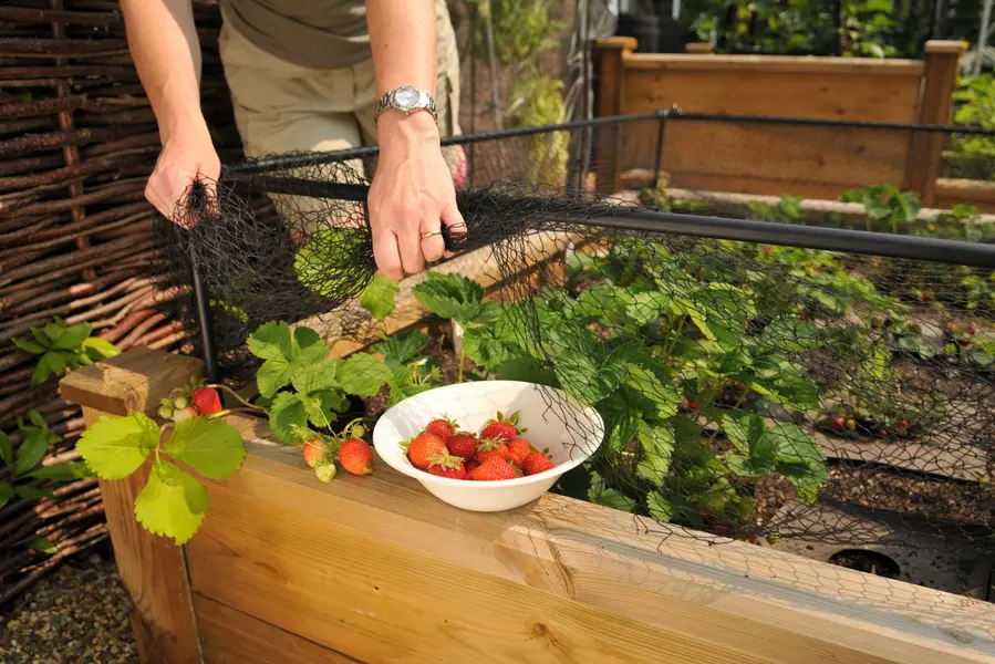 strawberry best vegetable for raised beds