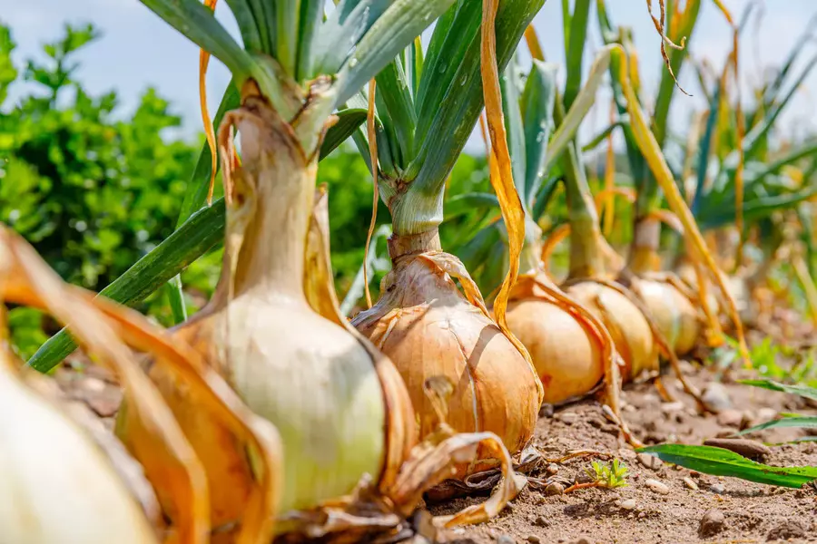 sunlight for onions