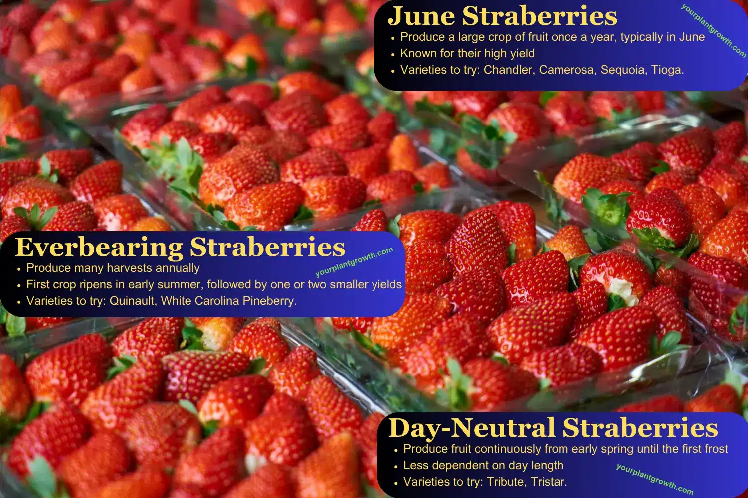 three main types of strawberries